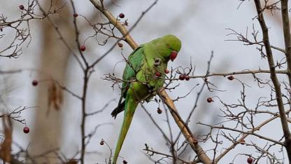 PAPAĞAN 2,5 YILDIR DOĞADA YAŞIYOR
