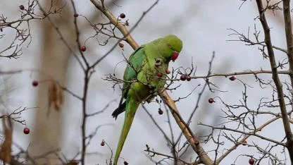 PAPAĞAN 2,5 YILDIR DOĞADA YAŞIYOR