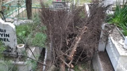 KURUYUP DEVRİLEN AĞAÇLAR KESİLDİ