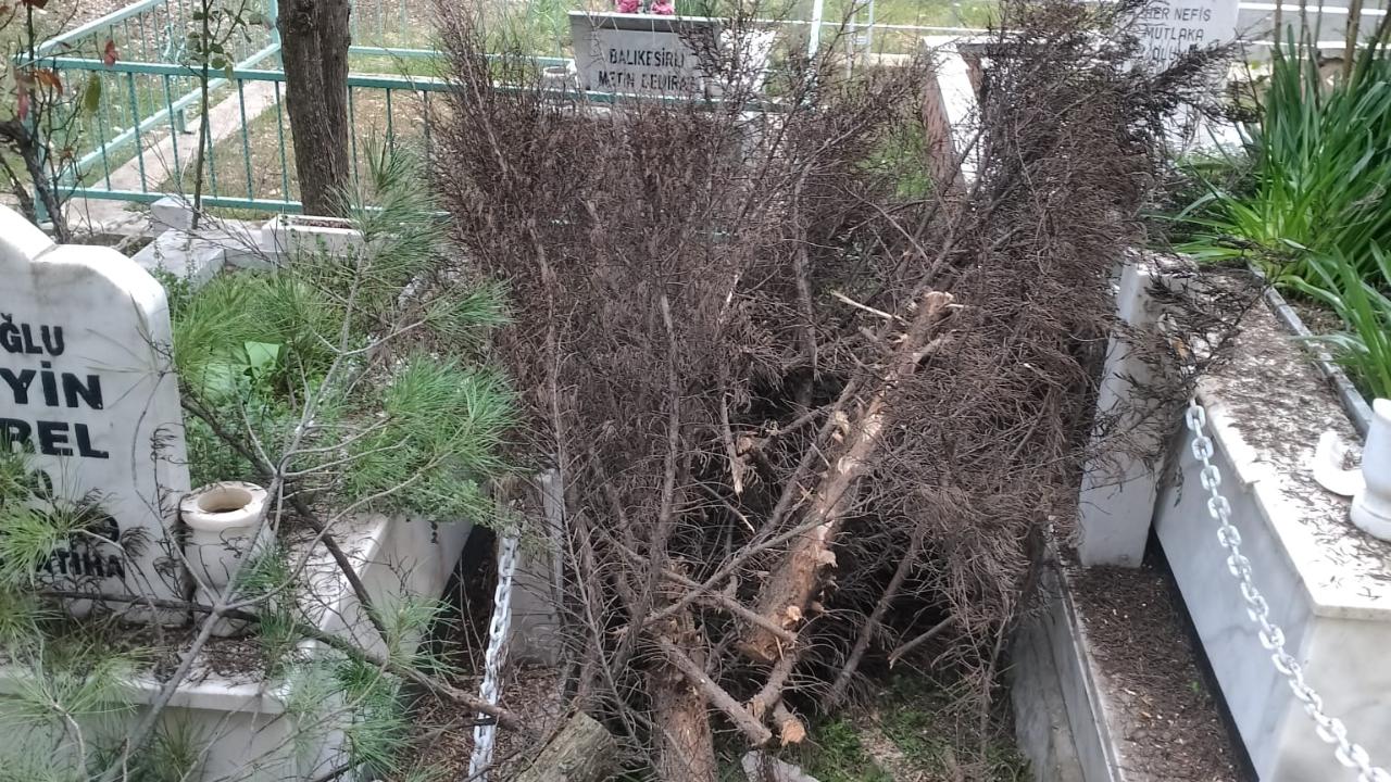 KURUYUP DEVRİLEN AĞAÇLAR KESİLDİ