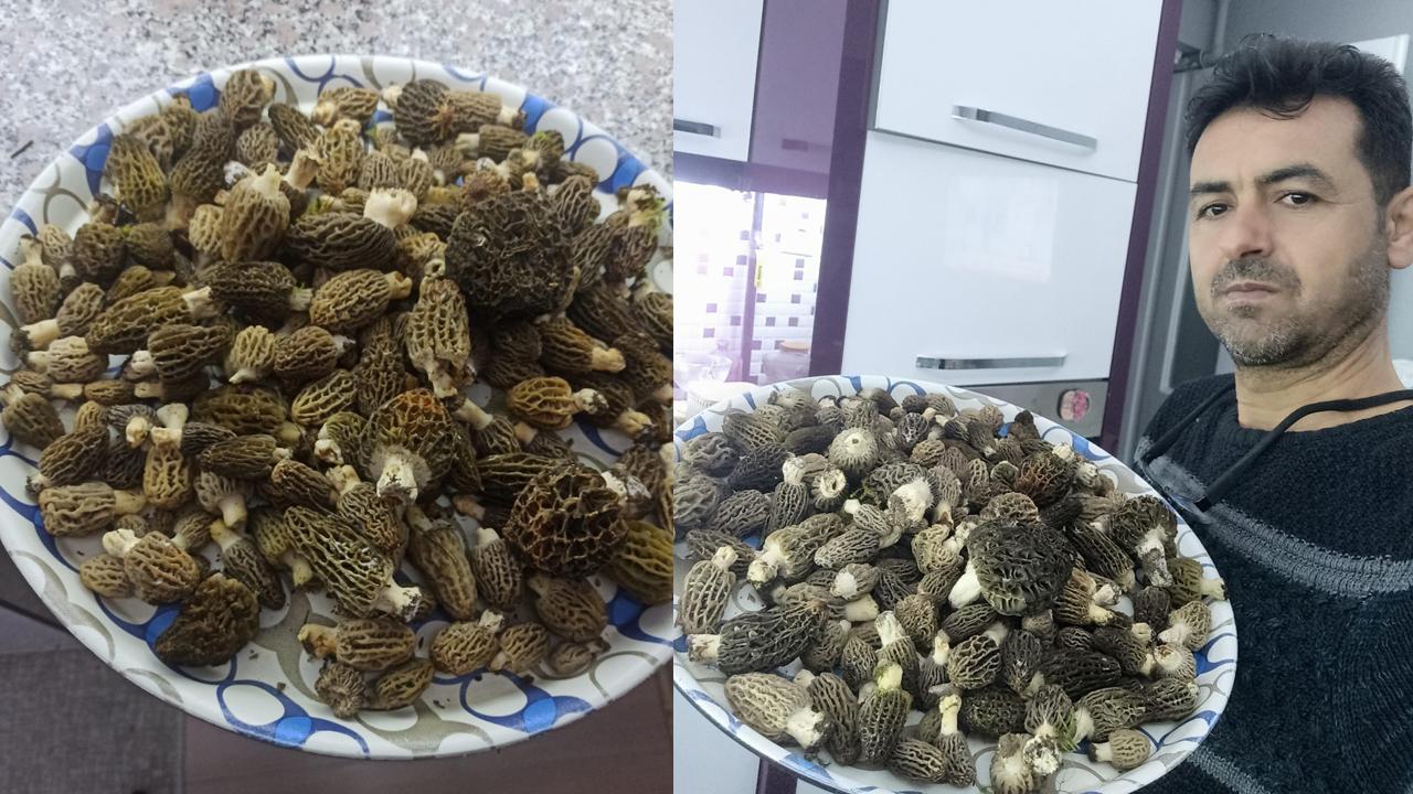 “KUZU GÖBEĞİ BU YIL DAHA FAZLA”