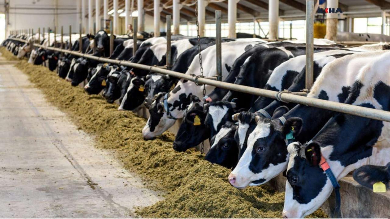 ŞAP KARANTİNASI KALDIRILDI