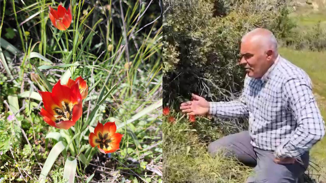 ANEMON LALESİ TÜRLÜBEY’DE YETİŞTİ