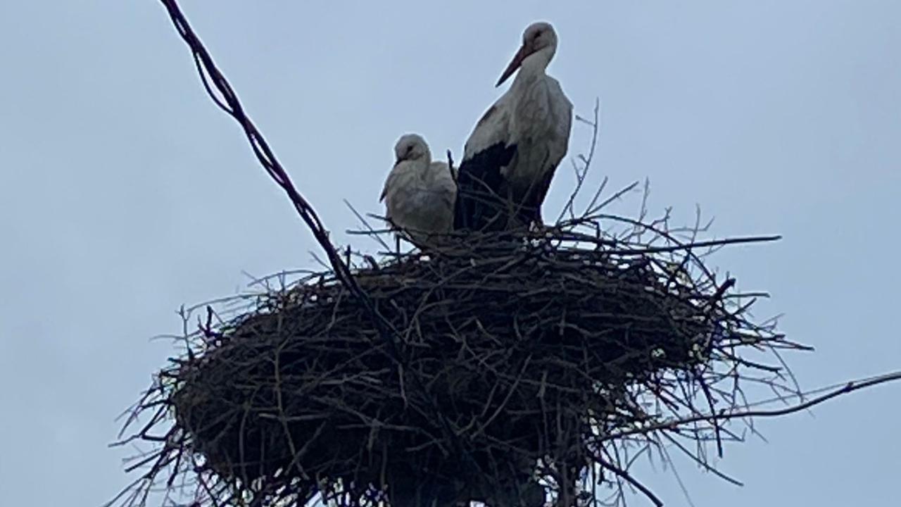 AŞIKLAR BU BAHARDA DA GELDİ