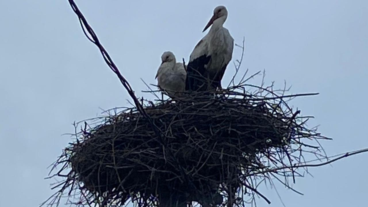 AŞIKLAR BU BAHARDA DA GELDİ