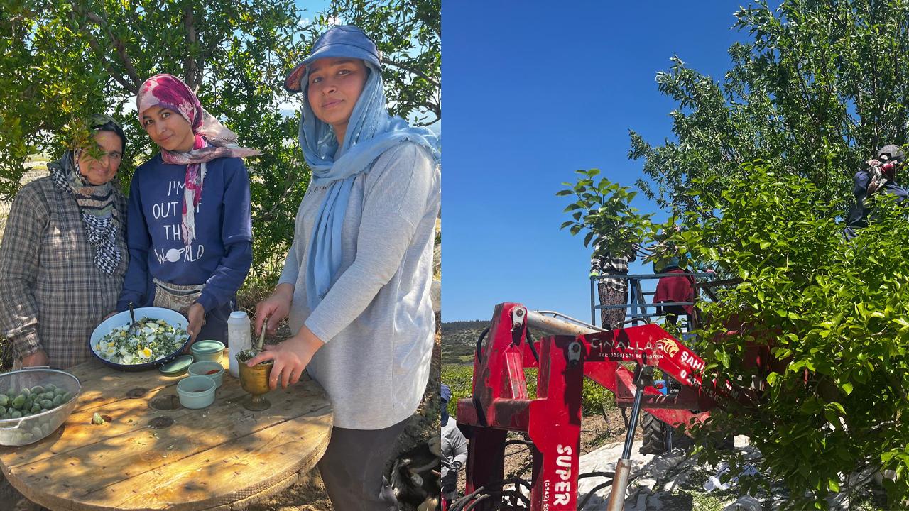 ÇAĞLA HASADI SONA ERDİ, ÜRETİCİNİN YÜZÜ GÜLDÜ