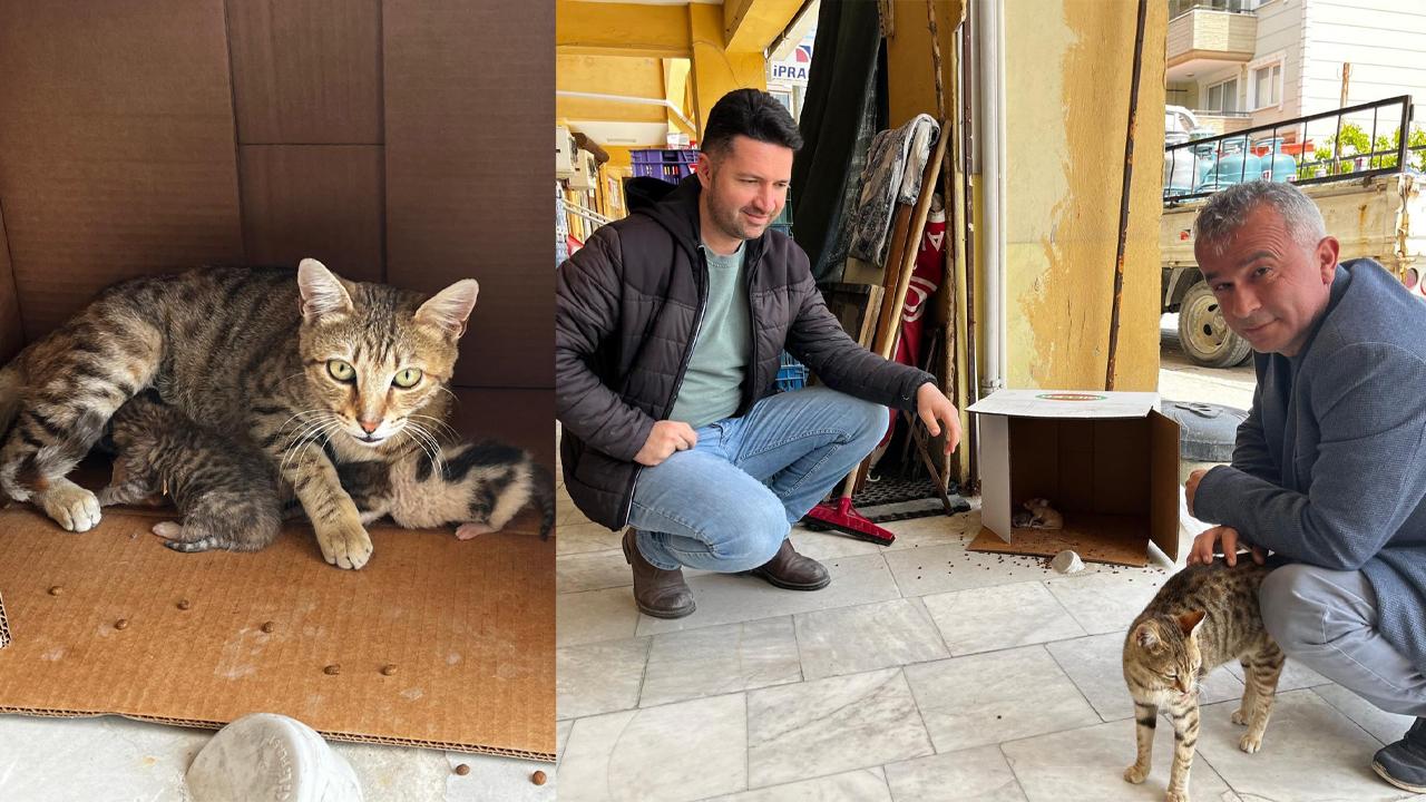 İŞYERİNDE DOĞAN KEDİ YAVRULARINA ESNAFLAR SAHİP ÇIKTI