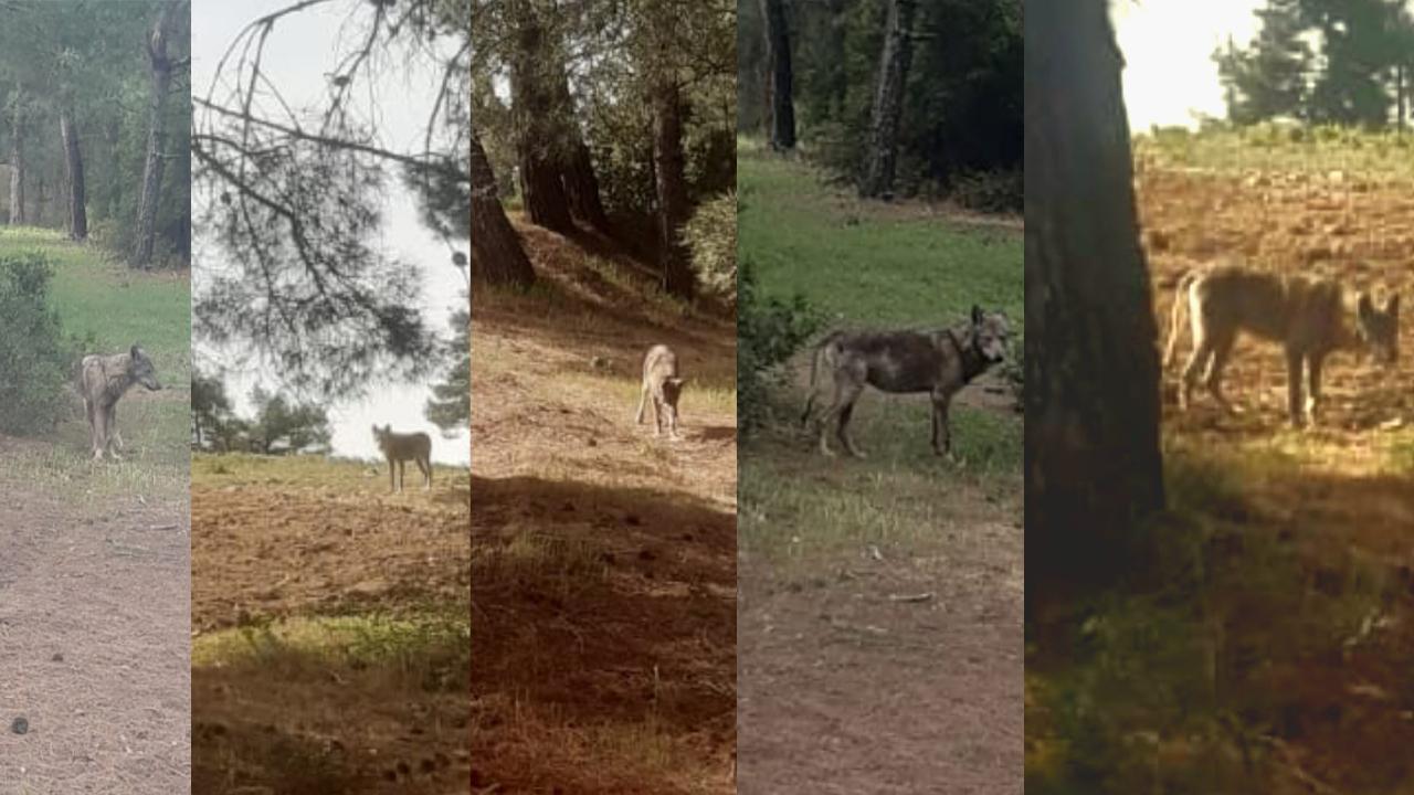 TÜRLÜBEY’İN KURDU YİNE GÖRÜNTÜLENDİ